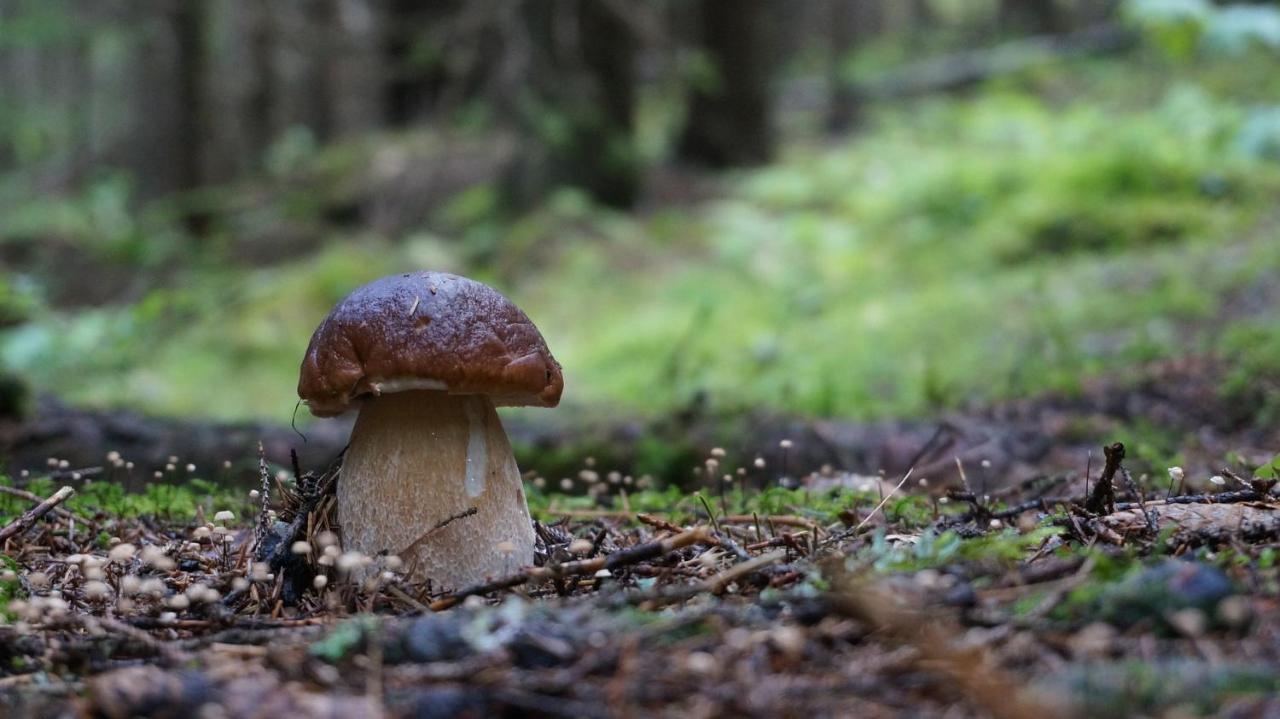 Le Vallon D'Armandine, Gite Ecologique Auvergne Saint-Hilaire  Exteriör bild