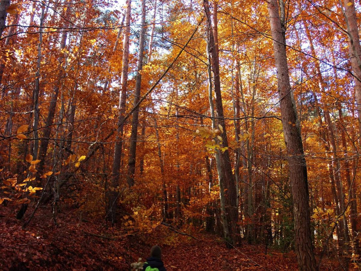 Le Vallon D'Armandine, Gite Ecologique Auvergne Saint-Hilaire  Exteriör bild